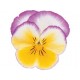 Pianta di Viola a fiore medio Ultima Radiance Lilac