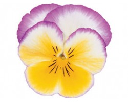 Pianta di Viola a fiore medio Ultima Radiance Lilac