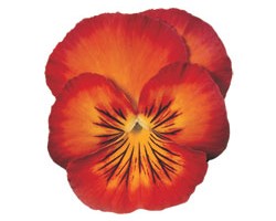 Pianta di Viola a fiore medio Ultima Radiance Red