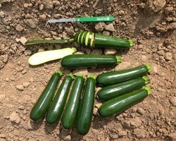 Pianta di Zucchino verde Opera (Vaschetta da 4 piante)