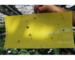 Trappole gialle per insetti