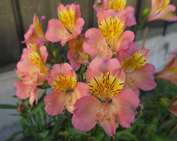 Pianta di Alstroemeria (Giglio del Perù) Summer Relieve ( Vaso 18 cm)