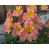 Pianta di Alstroemeria (Giglio del Perù) Summer Relieve ( Vaso 18 cm)