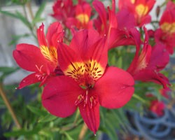 Pianta di Alstroemeria Summer Red (Vaso 18 cm)