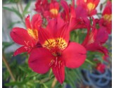Pianta di Alstroemeria Summer Red (Vaso 18 cm)