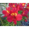 Pianta di Alstroemeria Summer Red (Vaso 18 cm)