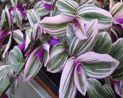 Pianta di Tradescantia Nanouk  (vaso 14 cm)