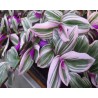 Pianta di Tradescantia Nanouk  (vaso 14 cm)