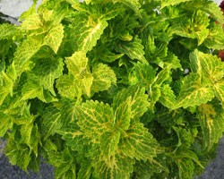 Pianta di Coleus River Walk