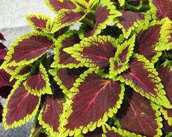Pianta di Coleus Alligator