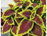Pianta di Coleus Alligator
