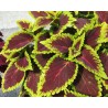 Pianta di Coleus Alligator