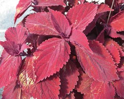 Pianta di Coleus Beale Street