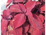 Pianta di Coleus Beale Street