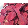 Pianta di Coleus Beale Street