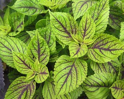 Pianta di Coleus Caipirinia