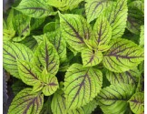Pianta di Coleus Caipirinia
