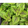 Pianta di Coleus Caipirinia