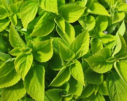 Pianta di Coleus Chartress Street