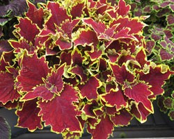 Pianta di Coleus Crown jewel