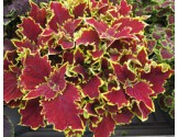 Pianta di Coleus Crown jewel