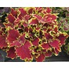 Pianta di Coleus Crown jewel