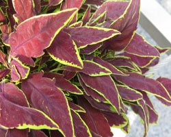 Pianta di Coleus Le freak