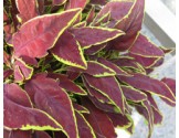Pianta di Coleus Le freak
