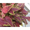 Pianta di Coleus Le freak