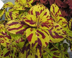 Pianta di Coleus Presidio