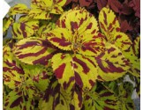 Pianta di Coleus Presidio