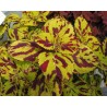 Pianta di Coleus Presidio