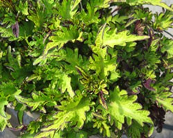 Pianta di Coleus River Walk