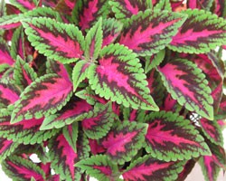 Pianta di Coleus Ruby Road