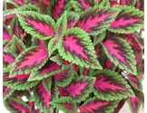 Pianta di Coleus Ruby Road