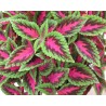 Pianta di Coleus Ruby Road