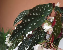 Pianta di Begonia maculata (Vaso 14 cm)
