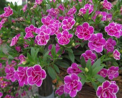 Pianta di Calibrachoa Superbells Sweet Love (Vaso 14 cm)