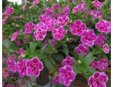 Pianta di Calibrachoa Superbells Sweet Love (Vaso 14 cm)