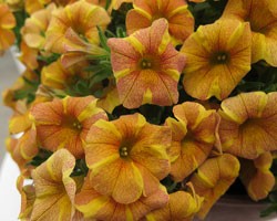 Pianta di Calibrachoa Calipetitte Yellow Tiger (Vaso 14 cm)