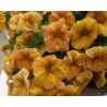 Pianta di Calibrachoa Calipetitte Yellow Tiger (Vaso 14 cm)