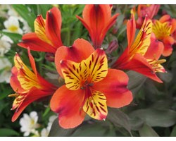 Pianta di Alstroemeria (Giglio del Perù) Indian Summer (Vaso 18 cm)
