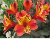 Pianta di Alstroemeria (Giglio del Perù) Indian Summer (Vaso 18 cm)