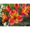 Pianta di Alstroemeria (Giglio del Perù) Indian Summer (Vaso 18 cm)