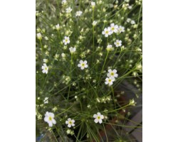 Androsace septentrionalis