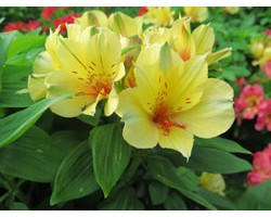 Pianta di Alstroemeria (Giglio del Perù) Holiday Valley (Vaso 18 cm)