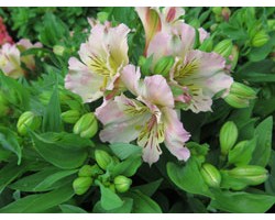 Pianta di Alstroemeria (Giglio del Perù) Time Spring Valley (Vaso 18 cm)