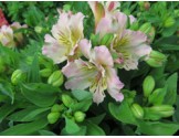 Pianta di Alstroemeria (Giglio del Perù) Time Spring Valley (Vaso 18 cm)