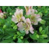 Pianta di Alstroemeria (Giglio del Perù) Time Spring Valley (Vaso 18 cm)