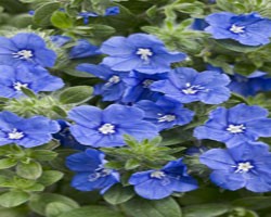 Pianta di Evolvulus Blue My Mind